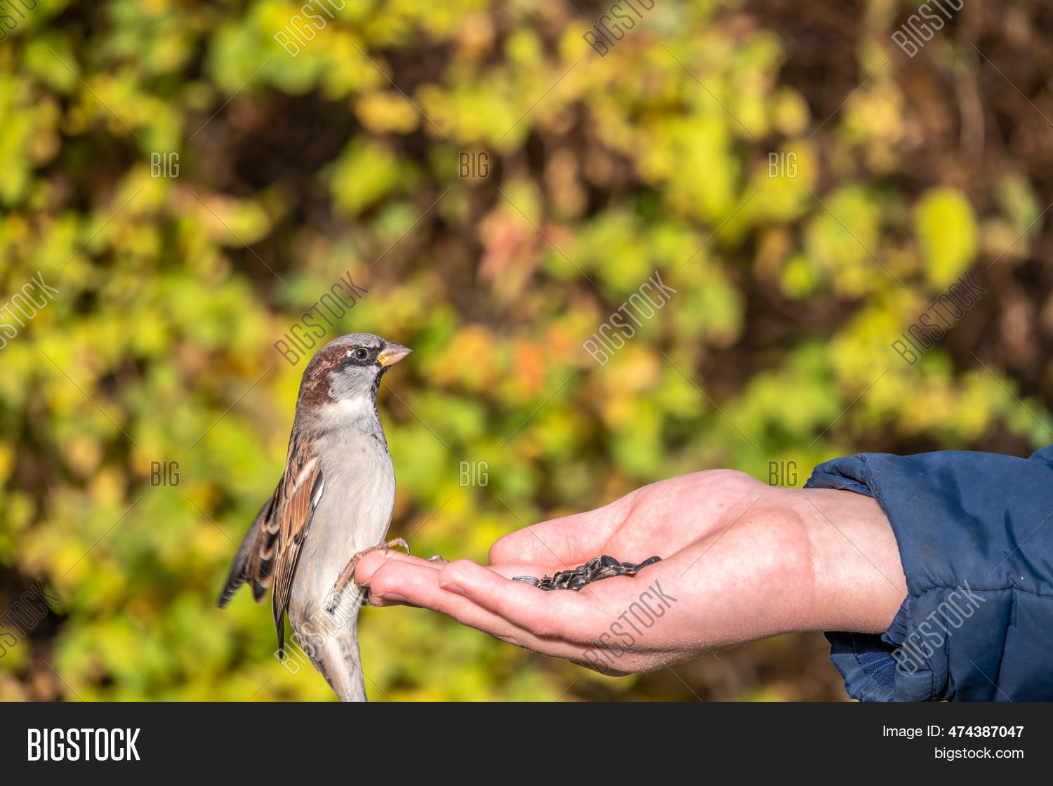 Boy Feeds Birds Seeds Image & Photo (Free Trial) Bigstock