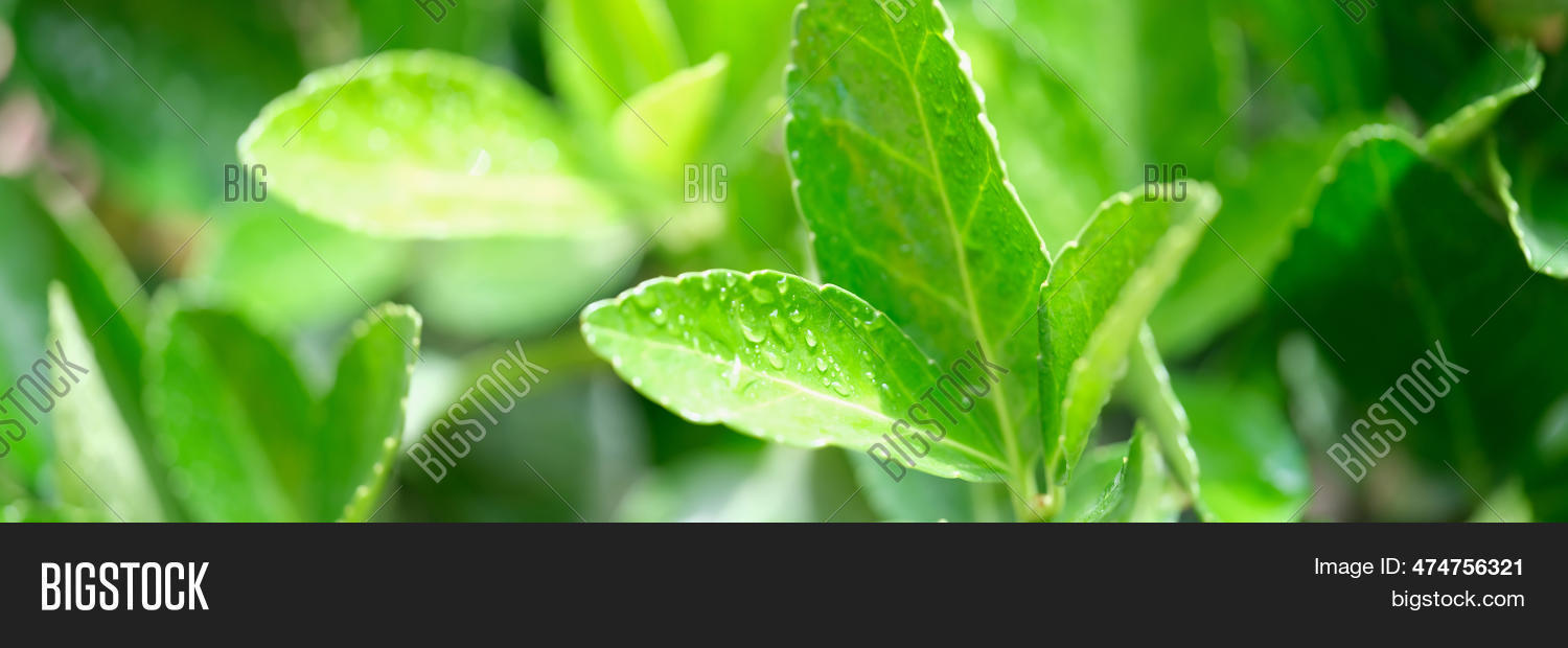 Close- Green Fresh Tea Image & Photo (Free Trial) | Bigstock