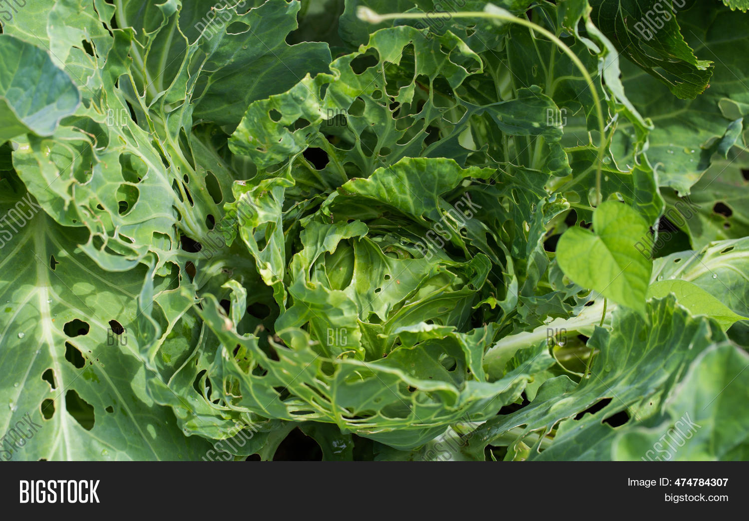 Cabbage Leaves Holes Image & Photo (Free Trial) Bigstock