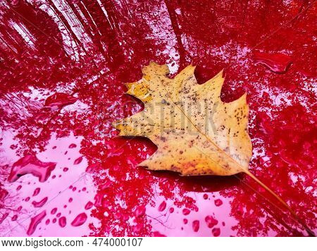 Canadian Leave On Red Shiny Surface And Reflection Of Woods