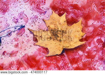 Canadian Leave On Red Shiny Surface And Reflection Of Woods