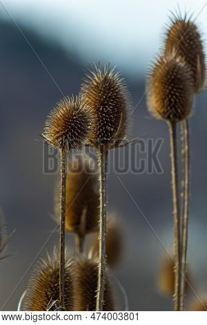 Teasel Dipsacus Fullonum In Front Of A Green Blurred Background, Dipsacus Fullonum - A Robust Bienni