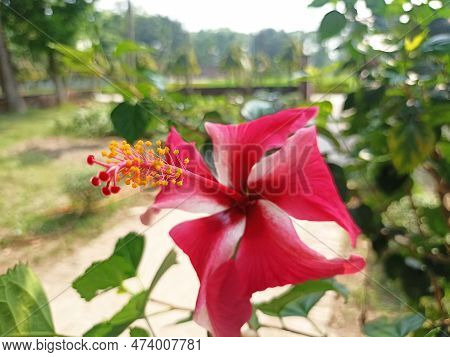 Hibiscus Flower Red Color Azores Islands Portugal And Beautiful Background.