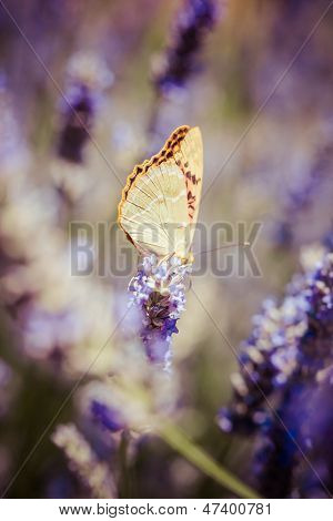 Beau papillon assis sur des Plants de lavande