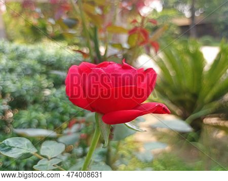 Beautiful Rain Forest Flowers Growing In A Private Garden.