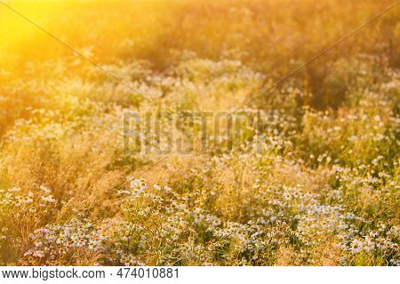 Amazing Sunrise Above Blooming Wild Flowers Matricaria Chamomilla Or Matricaria Recutita Or Chamomil