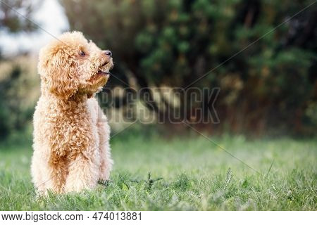 Horizontal Green Nature Background Photo With A Small Beige Poodle Puppy. The Dog Agape As If To Say
