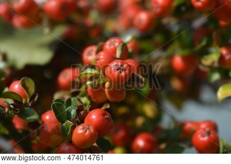 Blackburn Cranberry Cotoneaster Branch With Red Berries