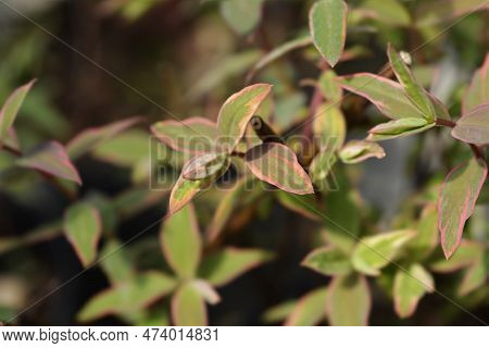 St. Johns Wort Tricolor Leaves In The Spring