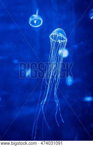 Beautiful Jellyfish Or Medusa 