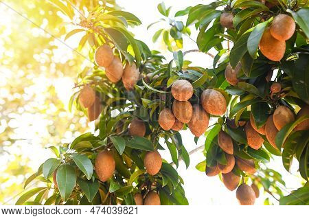 Sapodilla Fruit On The Sapodilla Tree Plant On Summer, Sapodilla Plum In The Garden Fruit In Thailan