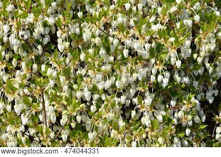 Enkianthus Perulatus Flowers. Called 'dodan-tsutsuji' In Japan, It Is An Ericaceae Deciduous Shrub T