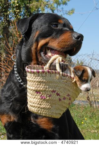 ロットワイラー犬と子犬