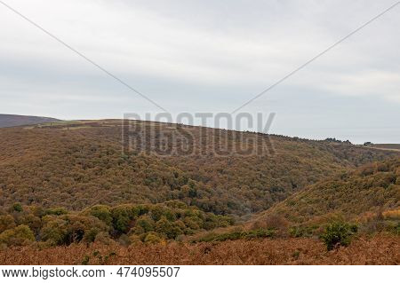 Horner Woods In Somerset
