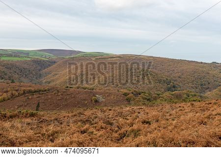 Horner Woods In Somerset