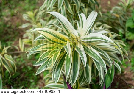 Dracaena Plant With Leaves. Dracaena Plant In Nature. Dracaena Plant Outdoor.