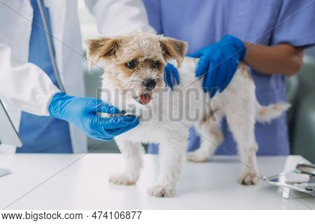 Vet Examining Dog And Cat. Puppy And Kitten At Veterinarian Doctor. Animal Clinic. Pet Check Up And