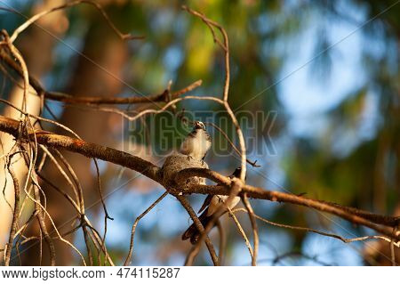 Young White Rumped Shrike On Edge Of Nest In Tree