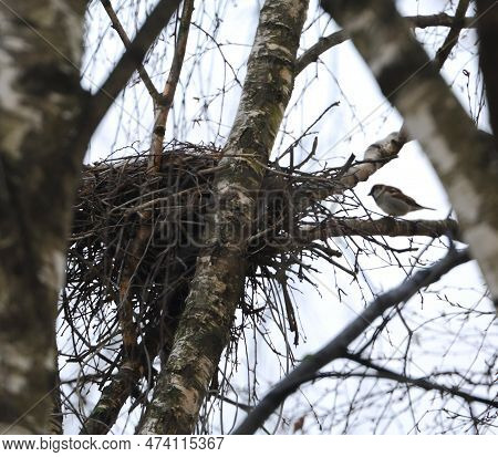 A Crow's Nest In The Branches Of A Birch Tree