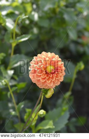 Dahlia Beatrice Flower In The Garden In Autumn
