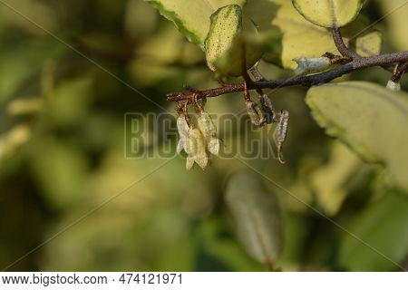 Variegata Oleaster Branch With Flowers In The Autumn