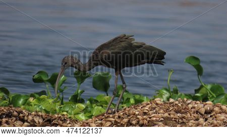 Rajkot, Gujarat, India. March-19-2023. Ibis Wading Birds In The Family Threskiornithidae, That Inhab