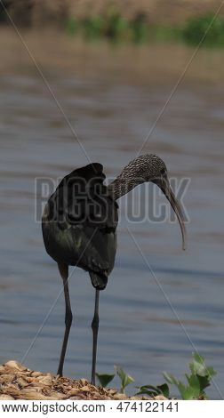 Rajkot, Gujarat, India. March-19-2023. Ibis Wading Birds In The Family Threskiornithidae, That Inhab