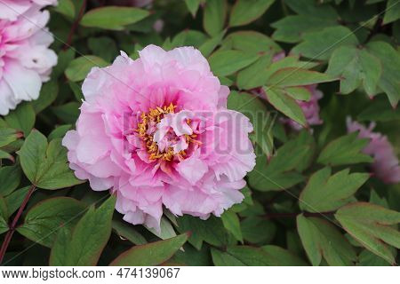 Peonia Suffruticosa In The Garden. Shot Of A Peony In Bloom Works Perfectly With The Green Backgroun