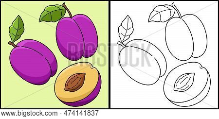 This Coloring Page Shows A Plum Fruit Vegetable. One Side Of This Illustration Is Colored And Serves