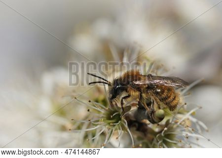 Natural Closeup On A Male Red Hairy Tawny Mining Bee, Andrena Fulva, Drinking Nectar From A Blakctho
