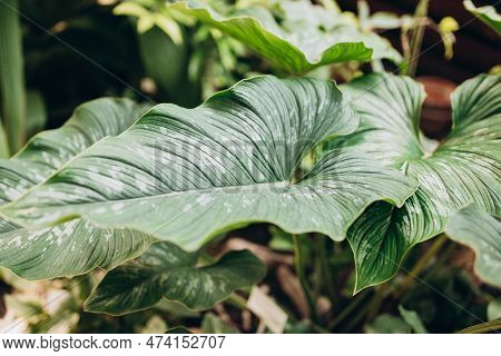 Tropical Rainforest Foliage Plants Bushes In Garden. Close-up Of Lush Green Tropical Vegetation Jung