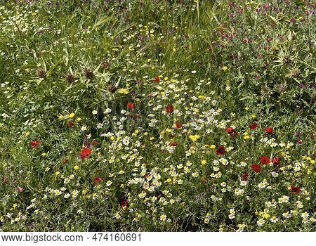 Spring Bloom In The Negev Desert, Israel