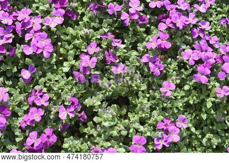 Aubrietia Audry Red Flowers In The Garden
