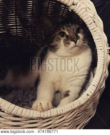 White-brown Cat In A Basket, White Round Pet Basket, Kitten Sitting In A Basket, Pets, Cat House