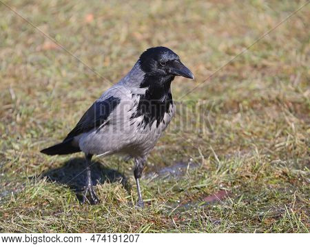 A Crow Stands On Last Year's Lawn Grass