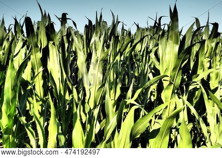Corn Is A Tall Annual Herbaceous Plant. Grain Crop. Growing Corn In The Field At Golden Hour In The 