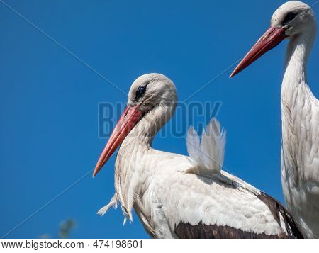 Couple Of The White Storks (ciconia Ciconia) Standing In A Nest On A Roof Of A Living Building With 