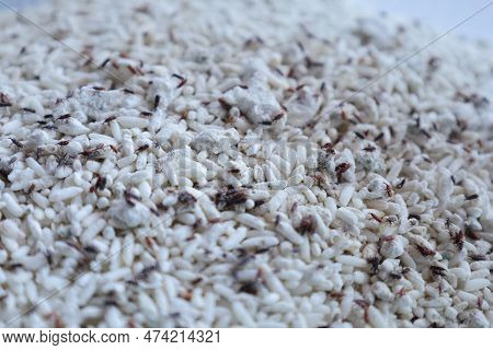 Rice Weevil On Rice. Rice Weevil (sitophilus Oryzae) On Rice Damaged By Eating Or Destroying The Gra