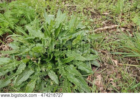 Natural Closeup On The Emerging Foliage Of A Perrenial Herb, The Compact Dock Or Thyrse Sorrel, Rume