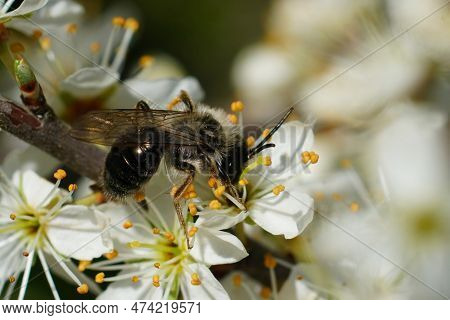 Natural Closeup On A Male Of The Grey-backed Mining Bee, Andrena Vaga, Drinking Nectar From White Bl