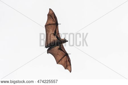 Grey-headed Flying Fox In Flight, Park In Sydney