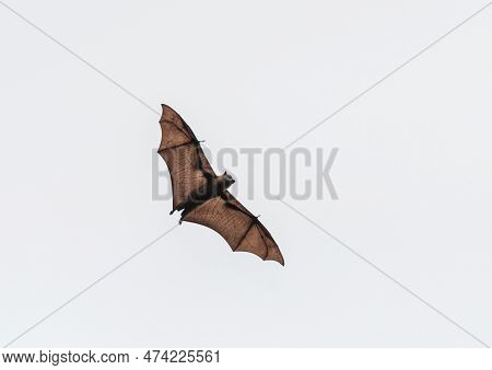 Grey-headed Flying Fox In Flight, Park In Sydney