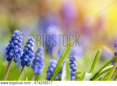 Beautiful Blue Starch Grape Hyacinth Flowers Bloom In Spring Garden.decorative Violet Muscari Neglec