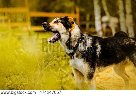 A Mongrel Dog Barks Loudly In The Garden In The Summer. A Guard Dog. A Loyal Friend And A Pet.