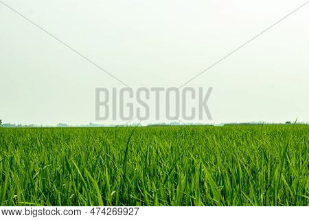 Rice Farming Is One Of The Main Occupations In Asia. The Lush Green Paddy Fields Never Fail To Catch