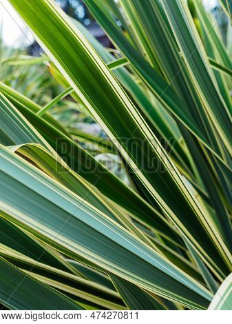 Leaves Of Phormium Tenax (new Zealand Flax) Close-up