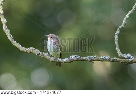 Wild Gray Flycatcher Sits On A Branch Close-up. Moss On A Branch. Fantastic Blurred Background. The 