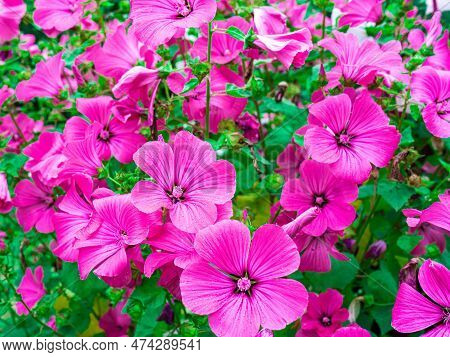 Many Of Flowers Ashy Cranesbill - Geranium Cinereum Ballerina Pink Color Close-up.