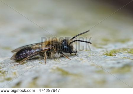Natural Closeup On A Male Mellow Miner Solitary Bee, Andrena Mitis Sitting On A Bark Of A Tree , Hid