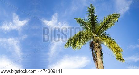 Royal Palm On A Background Of The Blue Sky With Clouds - Roystonea Regia
